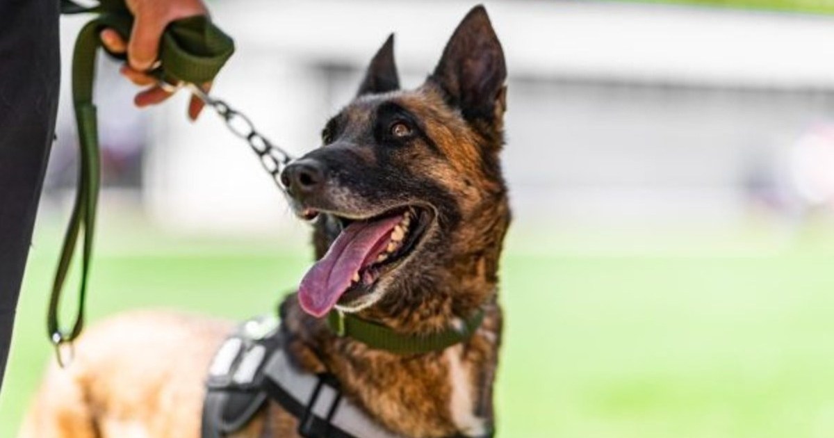 Un chien policier poignardé à mort par des membres du MS-13 en Virginie