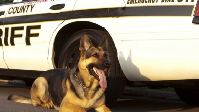 Un chien policier poignardé à Las Vegas est transporté à l’hôpital