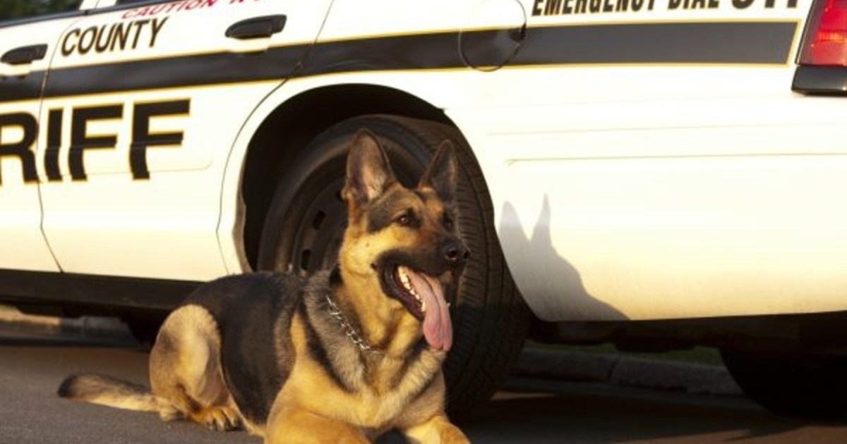 Un chien policier poignardé à Las Vegas est transporté à l’hôpital