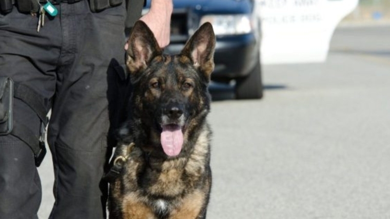 Addy, un chien de police du Wisconsin à la retraite, meurt à l’âge de 16 ans