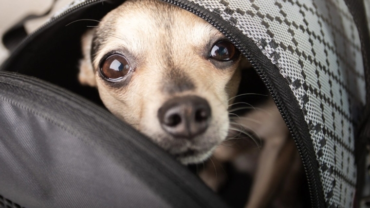 Un chiot trouvé dans un sac à cordon fermé dans l’Ohio