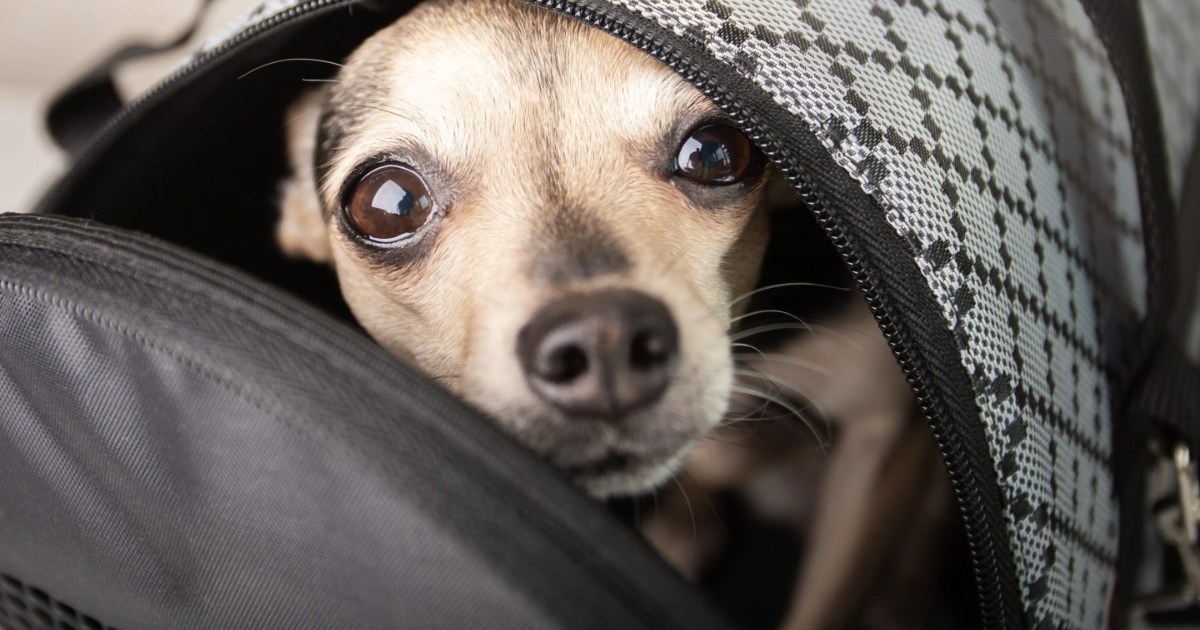 Un chiot trouvé dans un sac à cordon fermé dans l’Ohio