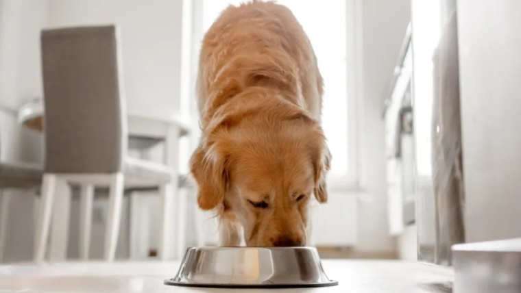 La nourriture pour chiens a-t-elle fait l’objet d’un rappel ?