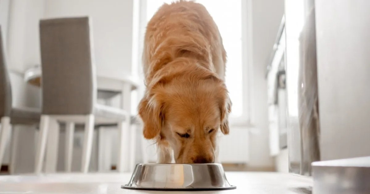 La nourriture pour chiens a-t-elle fait l’objet d’un rappel ?