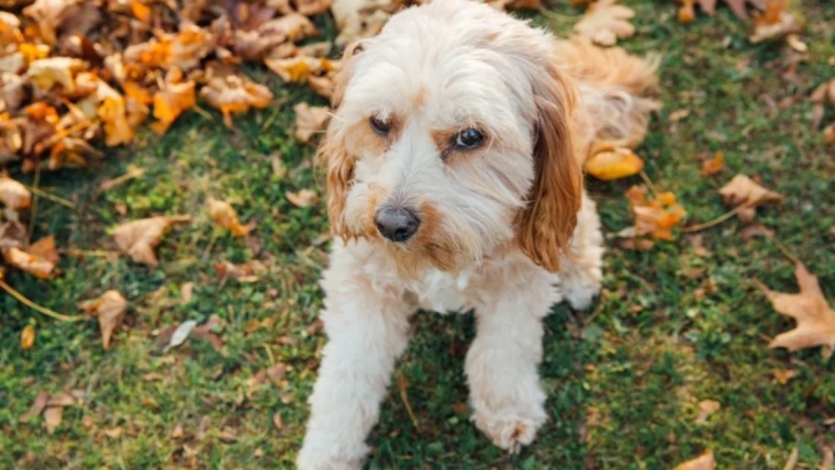 Un chien disparu est retrouvé scotché dans une benne à ordures au Nebraska