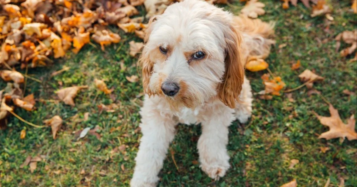 Un chien disparu est retrouvé scotché dans une benne à ordures au Nebraska
