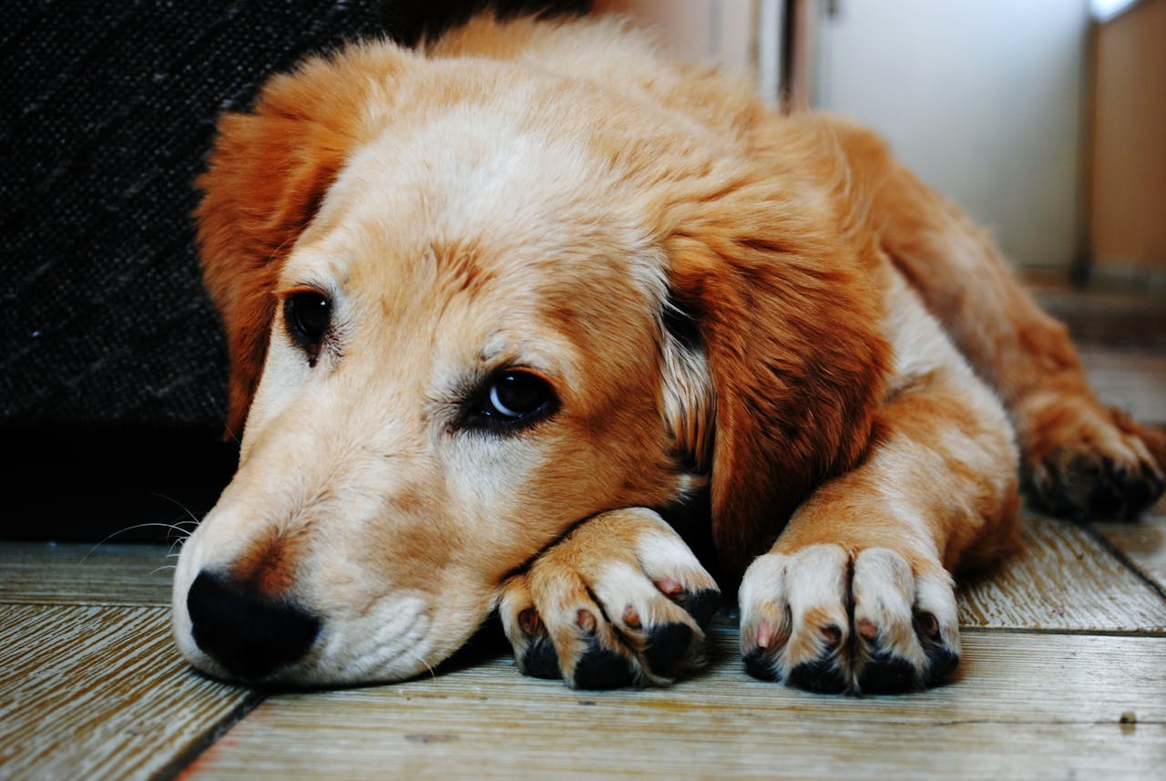 Pourquoi mon chien a-t-il la diarrhée ?