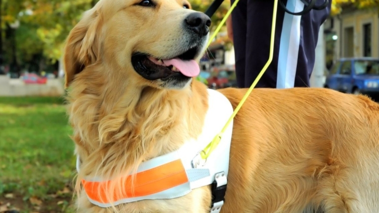 Journée internationale du chien guide d’aveugle 2024 célébrée dans le monde entier et en ligne