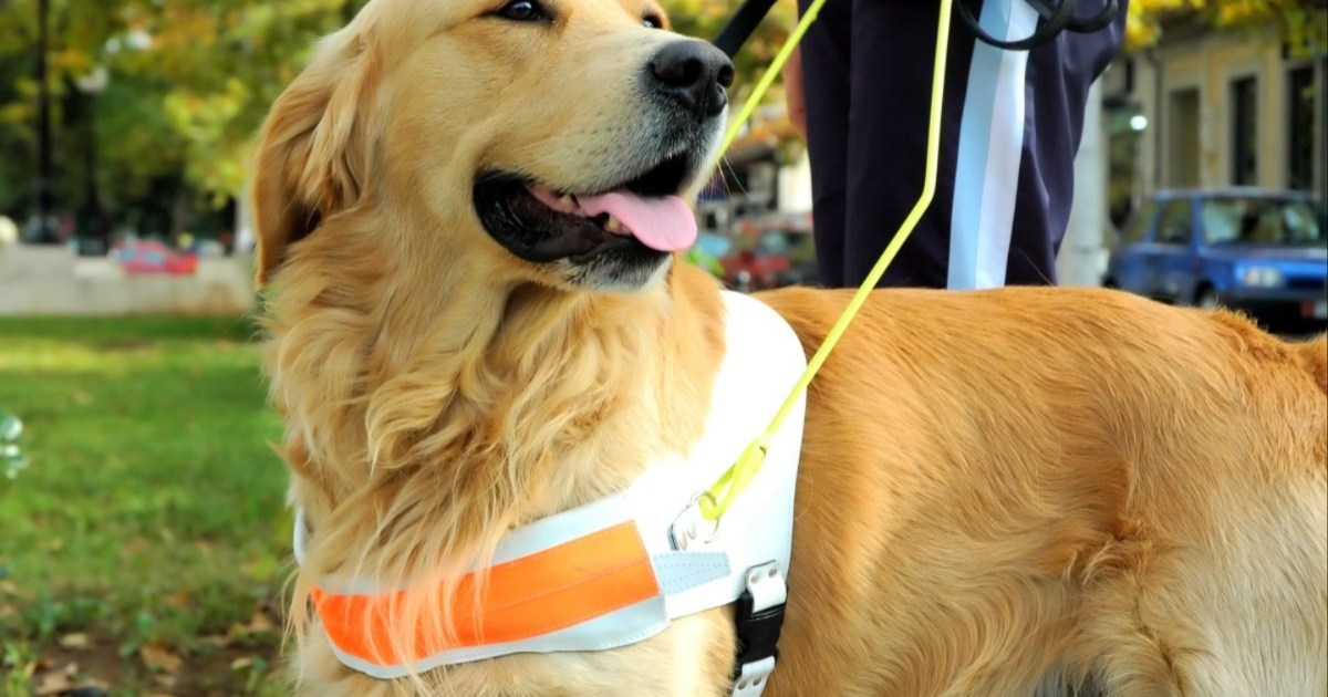 Journée internationale du chien guide d’aveugle 2024 célébrée dans le monde entier et en ligne