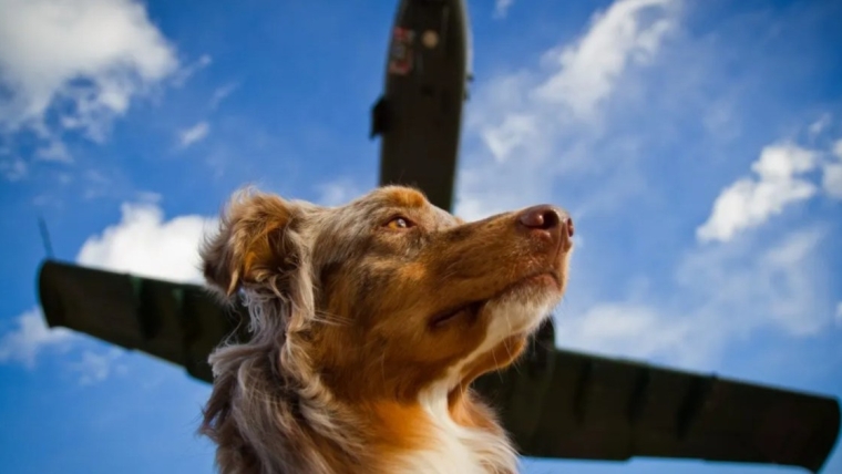 Le pilote et son chien nagent jusqu’au rivage alors que l’avion s’écrase sur la côte californienne