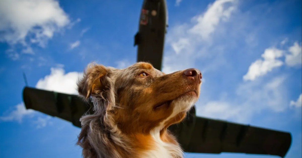 Le pilote et son chien nagent jusqu’au rivage alors que l’avion s’écrase sur la côte californienne