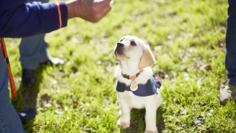 Un centre de dressage du Colorado aide les chiens de sauvetage à devenir des chiens d’assistance