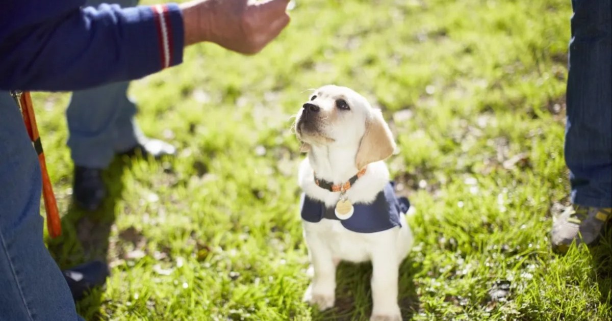 Un centre de dressage du Colorado aide les chiens de sauvetage à devenir des chiens d’assistance