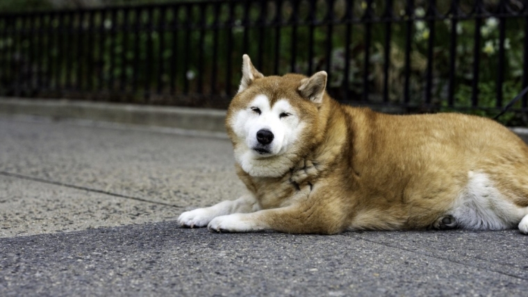 Un gardien abandonne un chien âgé atteint de démence à Washington