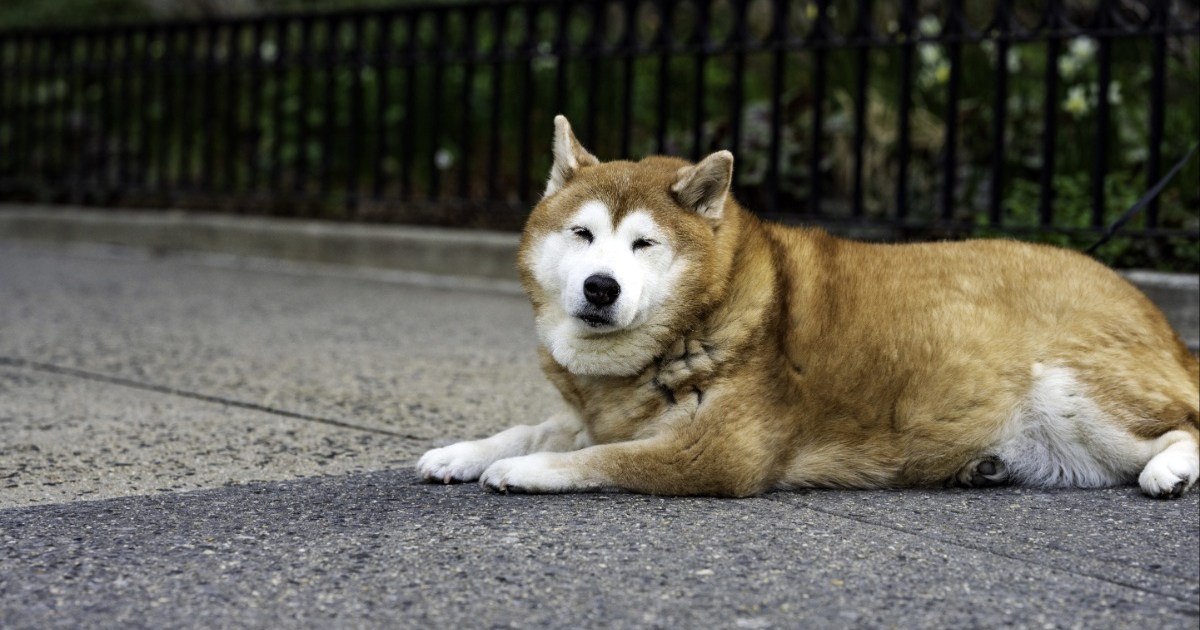Un gardien abandonne un chien âgé atteint de démence à Washington