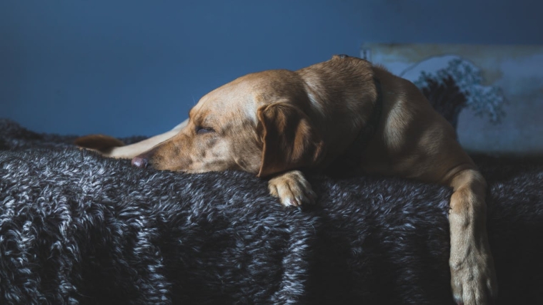 Pourquoi mon chien vomit-il ?