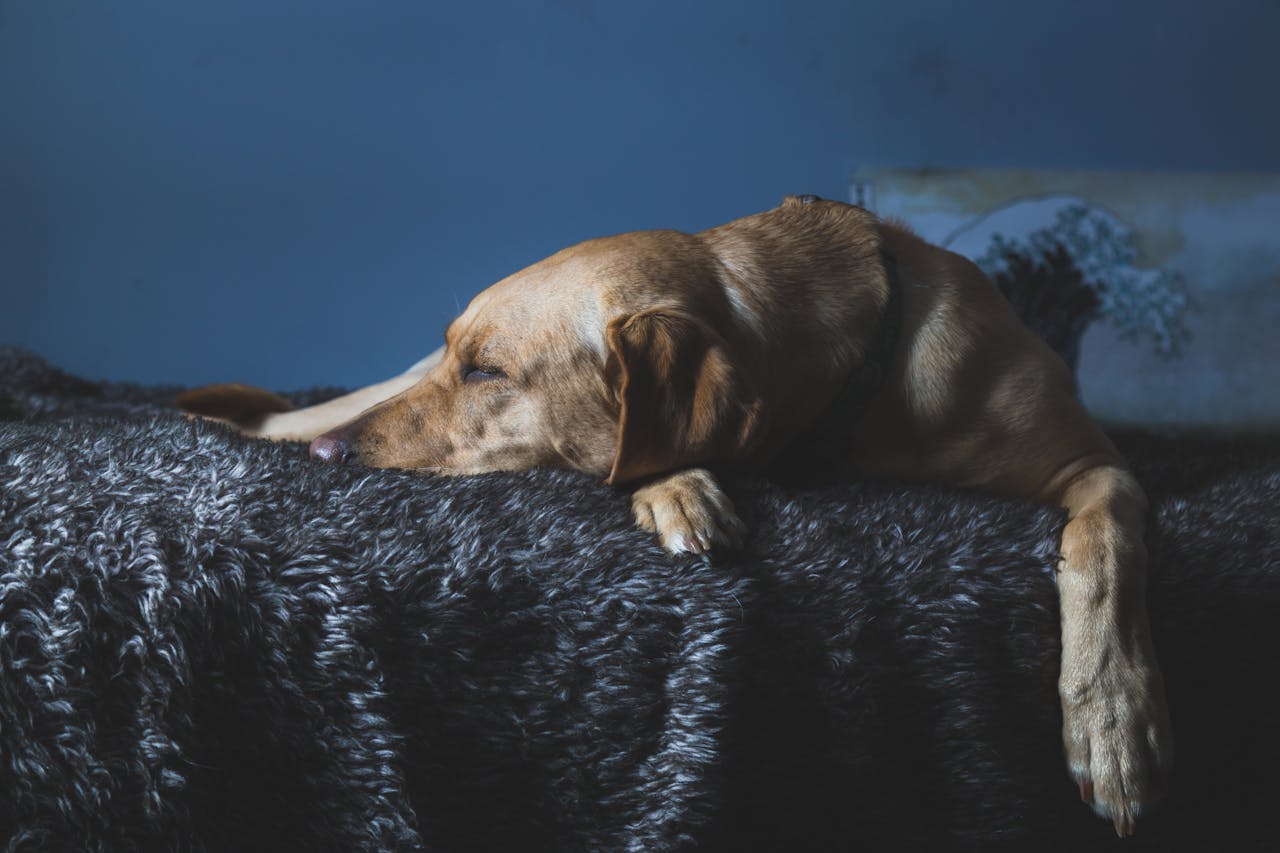 Pourquoi mon chien vomit-il ?