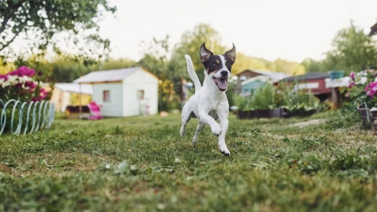 Pourquoi les chiens font-ils des zooms et tournent-ils en rond ?