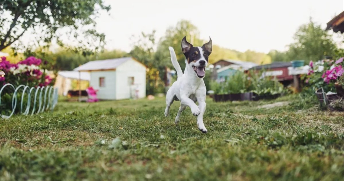 Pourquoi les chiens font-ils des zooms et tournent-ils en rond ?
