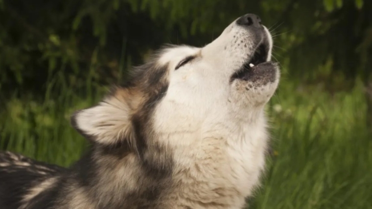 Pourquoi les chiens hurlent-ils aux sirènes et aux sons aigus ?