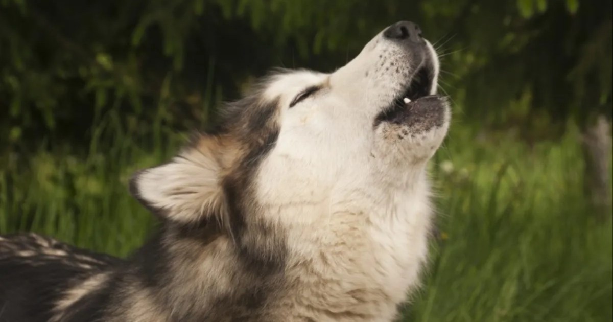Pourquoi les chiens hurlent-ils aux sirènes et aux sons aigus ?