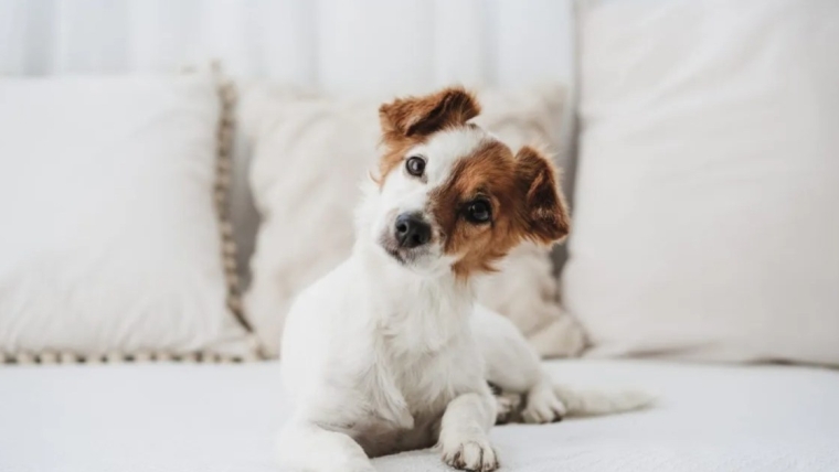 Pourquoi les chiens penchent-ils la tête lorsque nous parlons ou sifflons ?