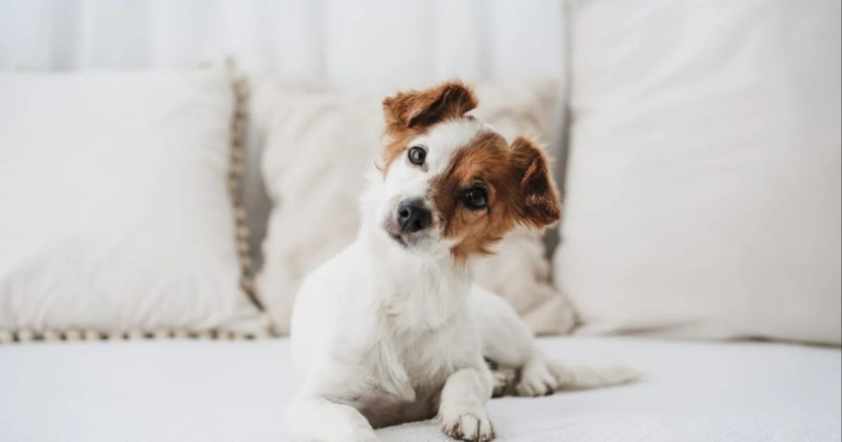 Pourquoi les chiens penchent-ils la tête lorsque nous parlons ou sifflons ?