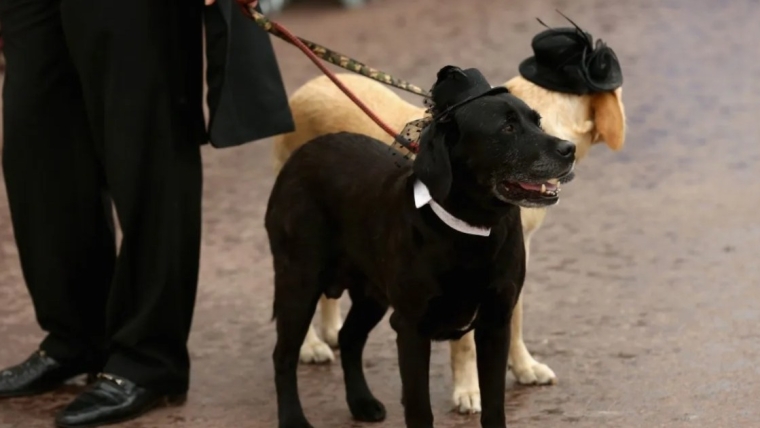 Qu’est-ce que le Palm Dog Award ?