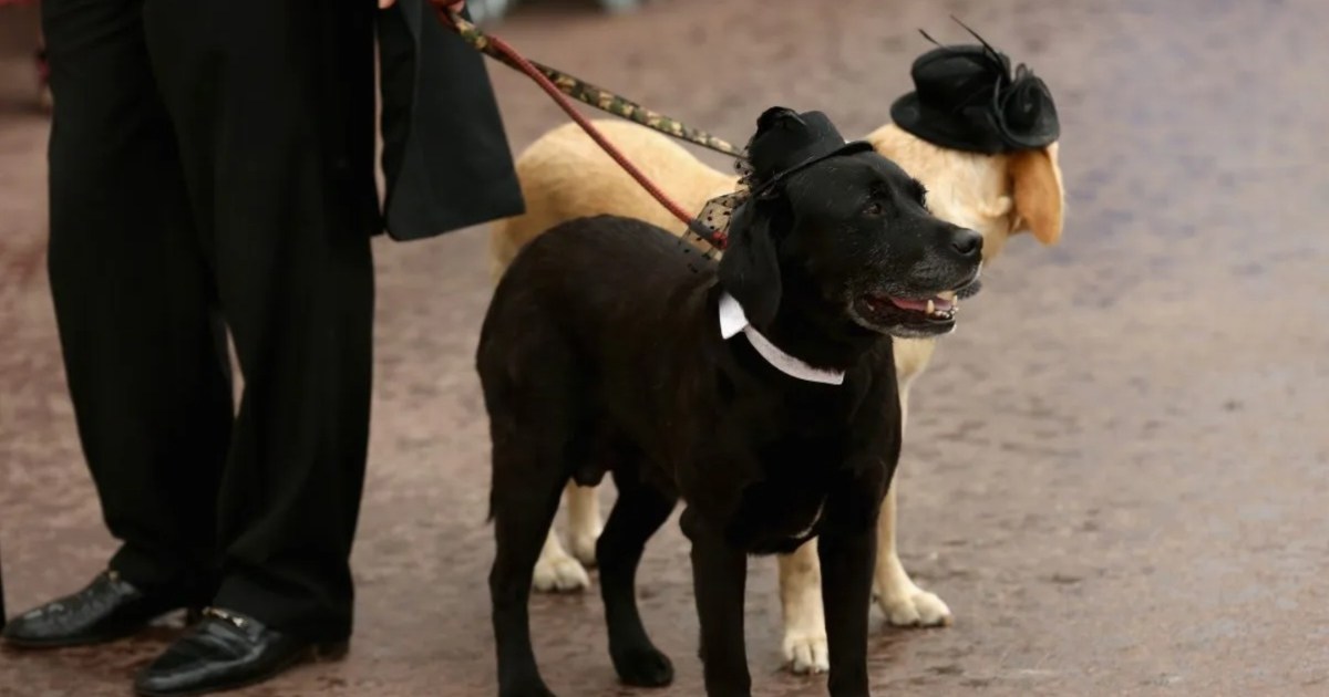 Qu’est-ce que le Palm Dog Award ?