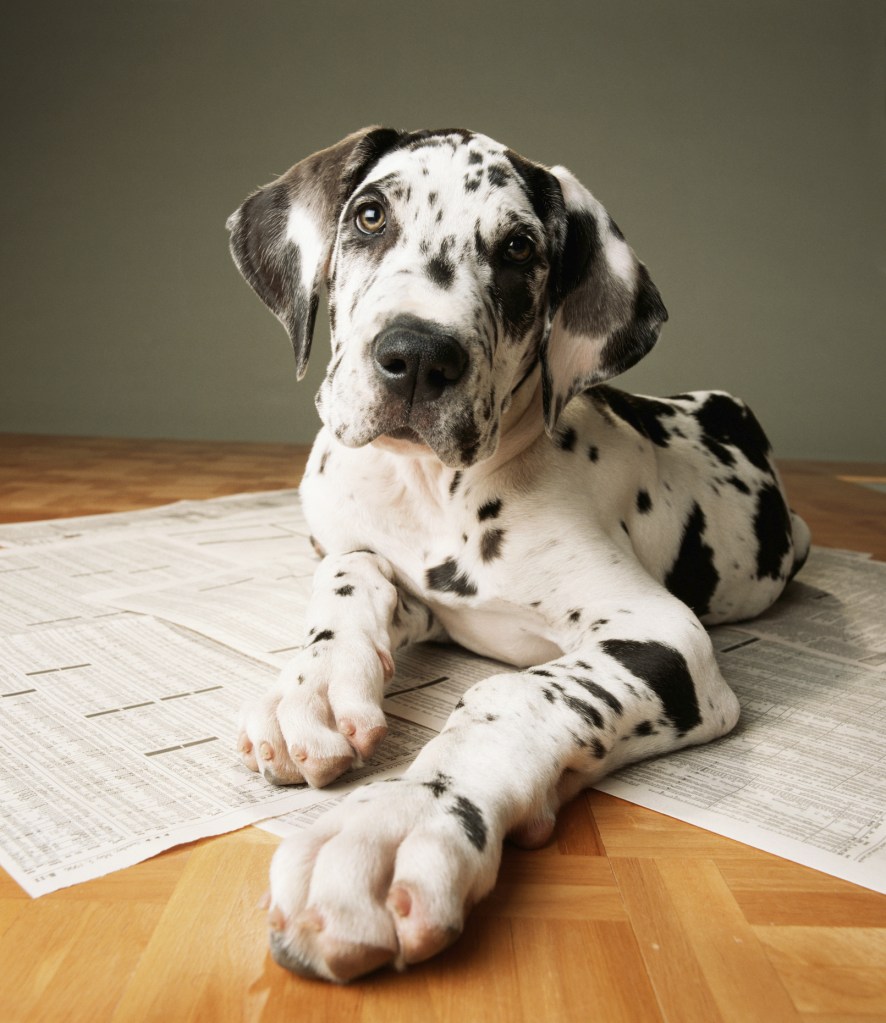 Chiot Grand Danois sur un journal.