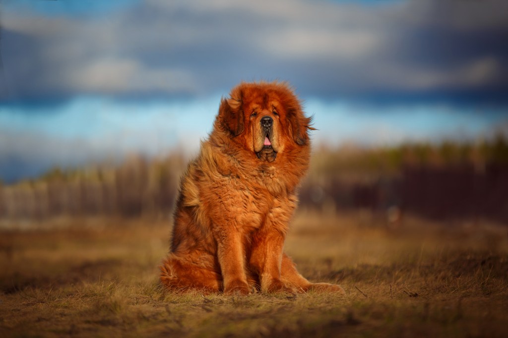 Mastiff tibétain de couleur gingembre, une race de chien de grande taille, sur fond de paysage magnifique.