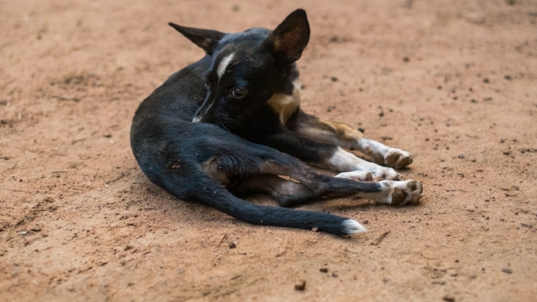 Un chiot mal nourri abandonné dans des toilettes portables dans l’Indiana