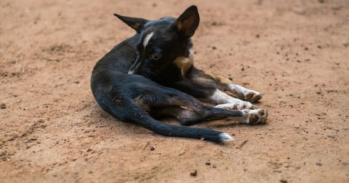 Un chiot mal nourri abandonné dans des toilettes portables dans l’Indiana