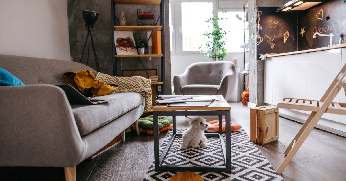 Les meilleurs petits chiens pour les appartements