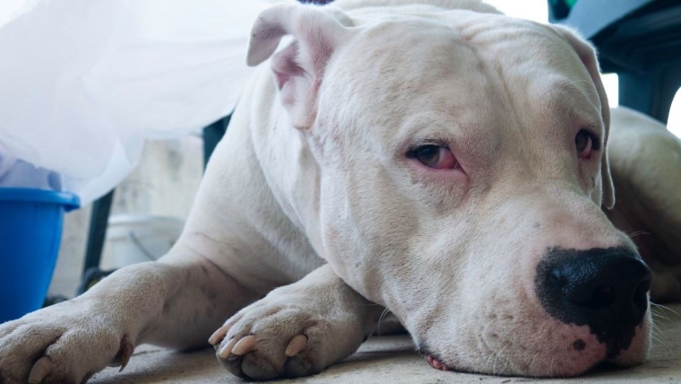 Un chien émacié trouvé sur le bord d’une route de l’Ohio meurt