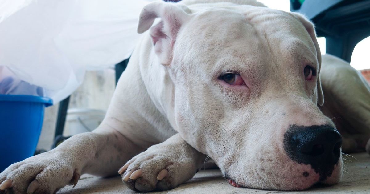 Un chien émacié trouvé sur le bord d’une route de l’Ohio meurt