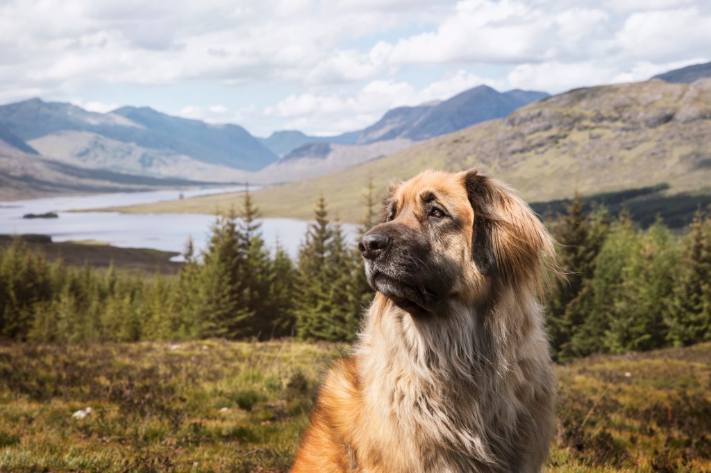 Un chien Leonberger posant devant une belle vue écossaise comprenant une grande chaîne de montagnes, un grand lac et une forêt en Ecosse.