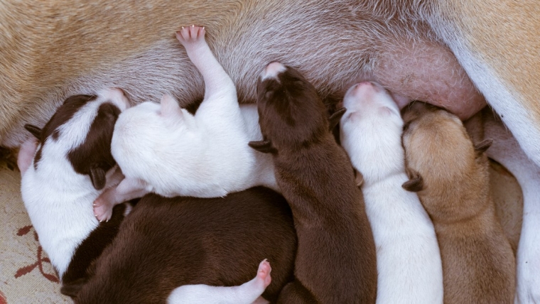 Un chiot revient malade et enceint d’un chenil en Géorgie