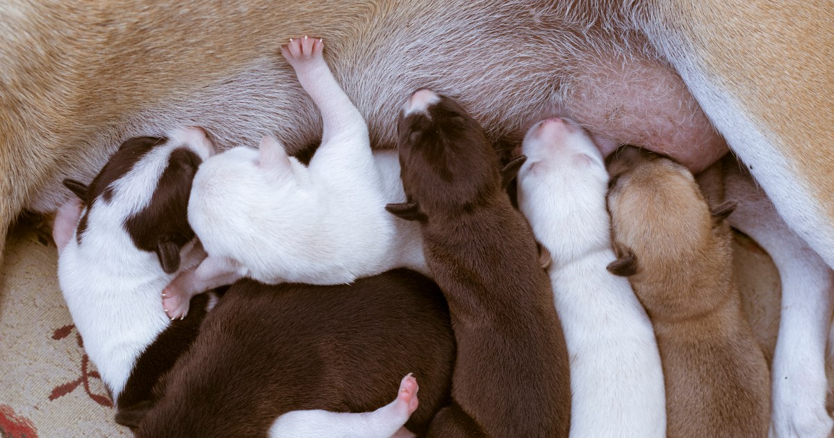 Un chiot revient malade et enceint d’un chenil en Géorgie