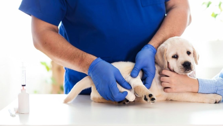 Un chiot californien se remet de ses brûlures lors d’un sauvetage dans l’Oregon