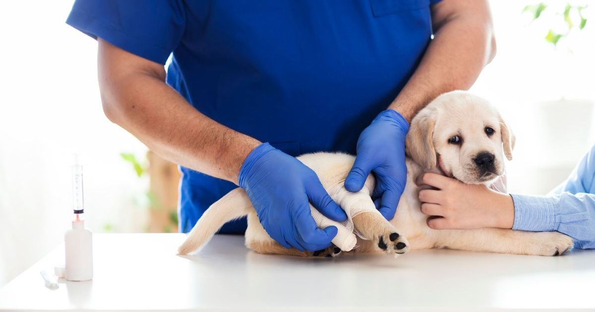 Un chiot californien se remet de ses brûlures lors d’un sauvetage dans l’Oregon