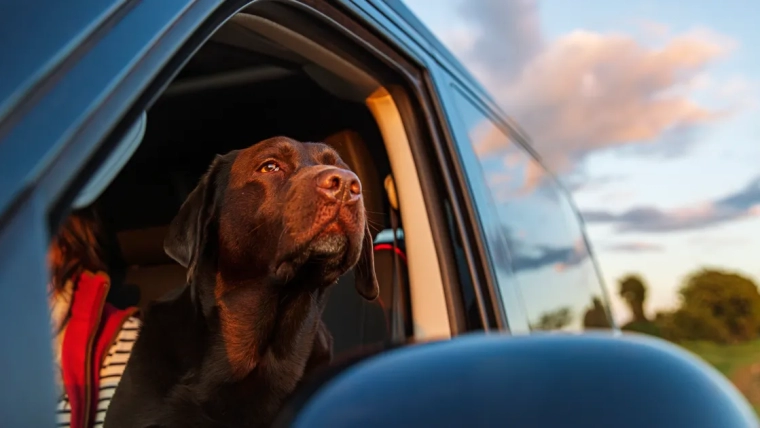 L’explosion d’un mobile home tue 2 personnes et un chien dans le Minnesota
