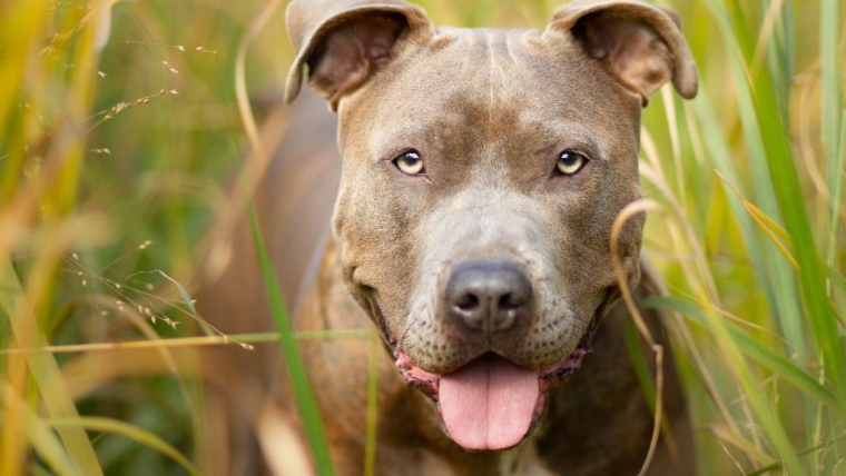 Un chien aux yeux pleins de larmes est abandonné avec une note le qualifiant de « bon chiot ».