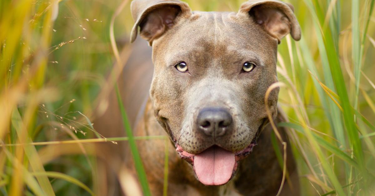 Un chien aux yeux pleins de larmes est abandonné avec une note le qualifiant de « bon chiot ».