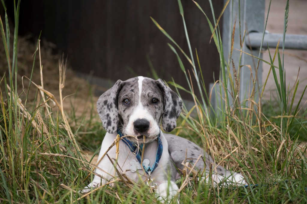 Dogue allemand couché dans l'herbe
