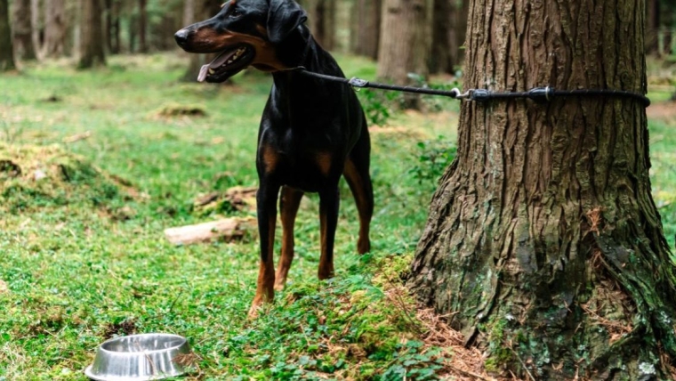 Un chiot doberman abandonné trouve un nouveau foyer au Royaume-Uni