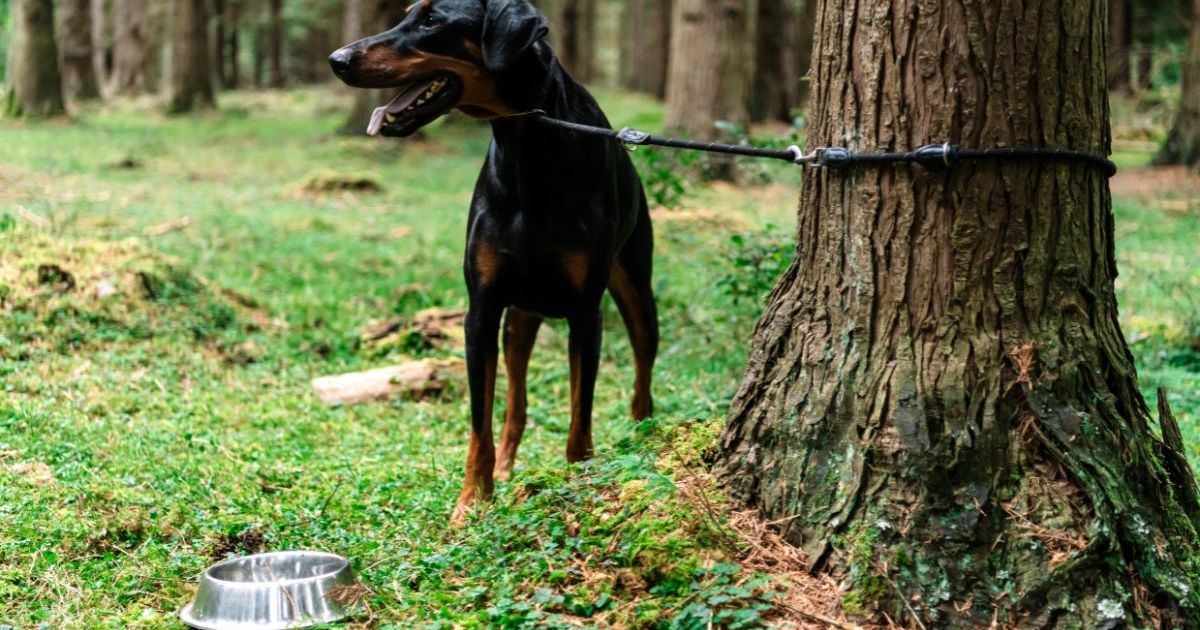 Un chiot doberman abandonné trouve un nouveau foyer au Royaume-Uni