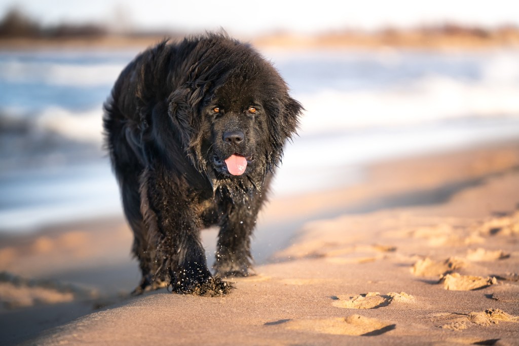 Un grand chien noir de Terre-Neuve se promène au bord de la mer. Photo d'extérieur