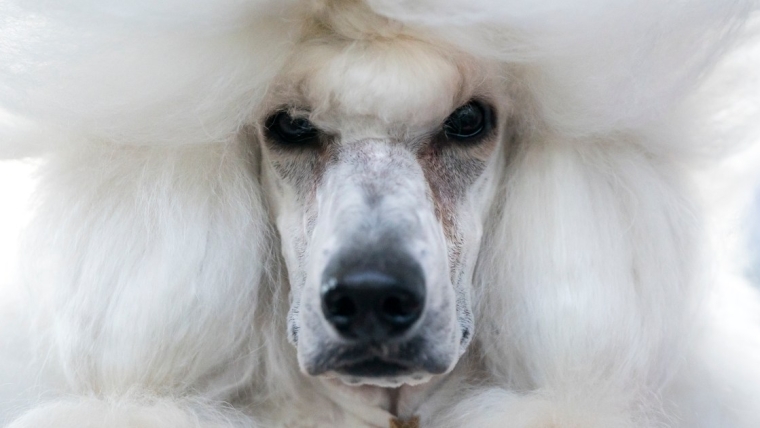 Les meilleures races de chiens qui ne perdent pas leurs poils