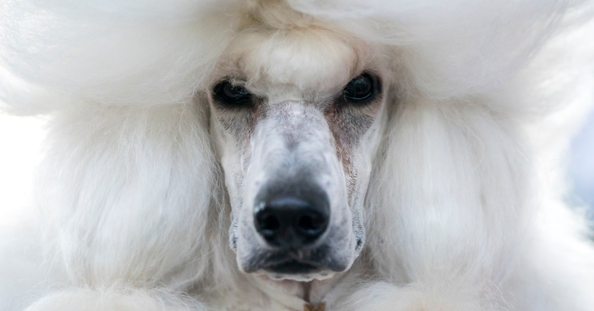 Les meilleures races de chiens qui ne perdent pas leurs poils